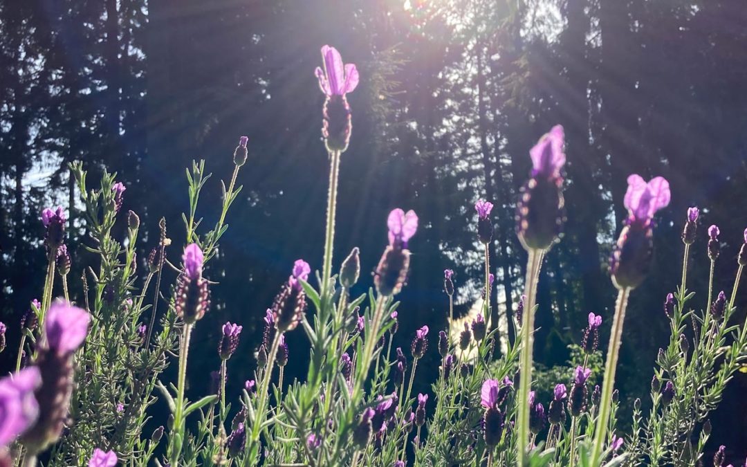 lavender